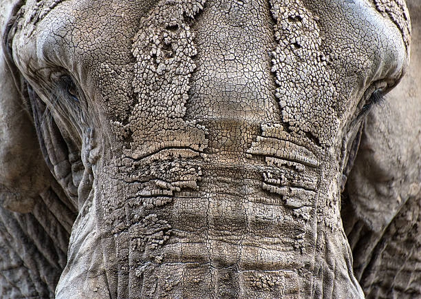 Affordable Elephant Armor Surface Protection Services in Montana