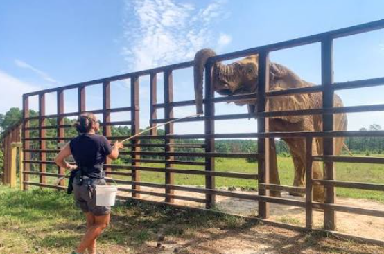 Elephant Armor Waterproof Coating in Montana: A Guide